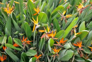 What is the best fertilizer for bird of paradise?