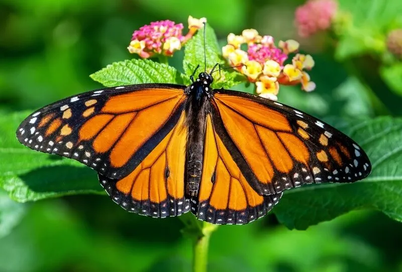 What happens when a butterfly visits you?
