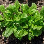 How Long Does Spinach Take To Grow?
