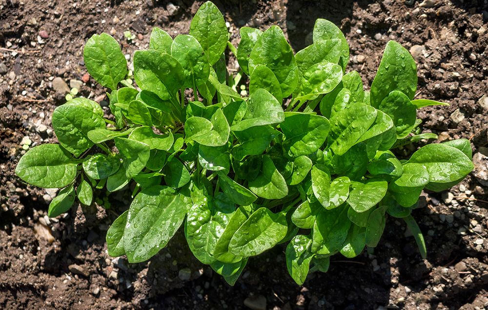 How Long Does Spinach Take To Grow?